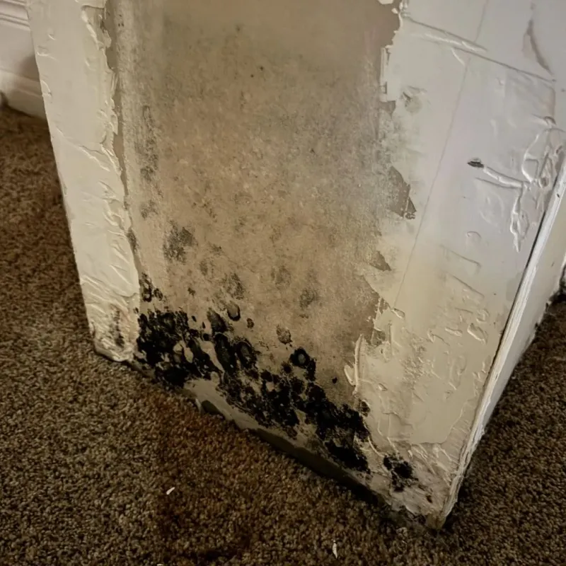 Professional Mold Removal in Aurora, CO